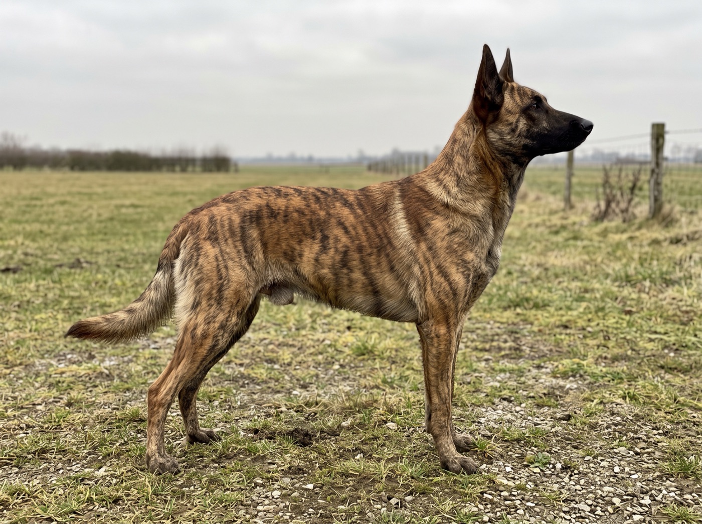 Dutch Shepherd