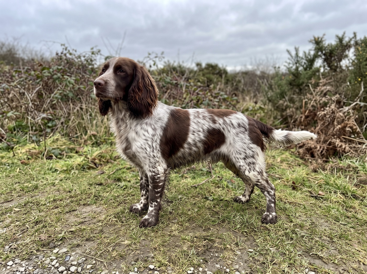 English Cocker Spaniel