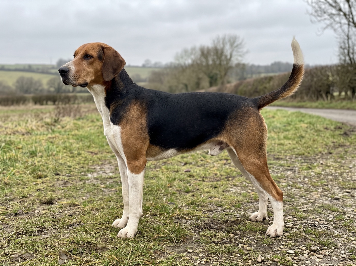 English Foxhound