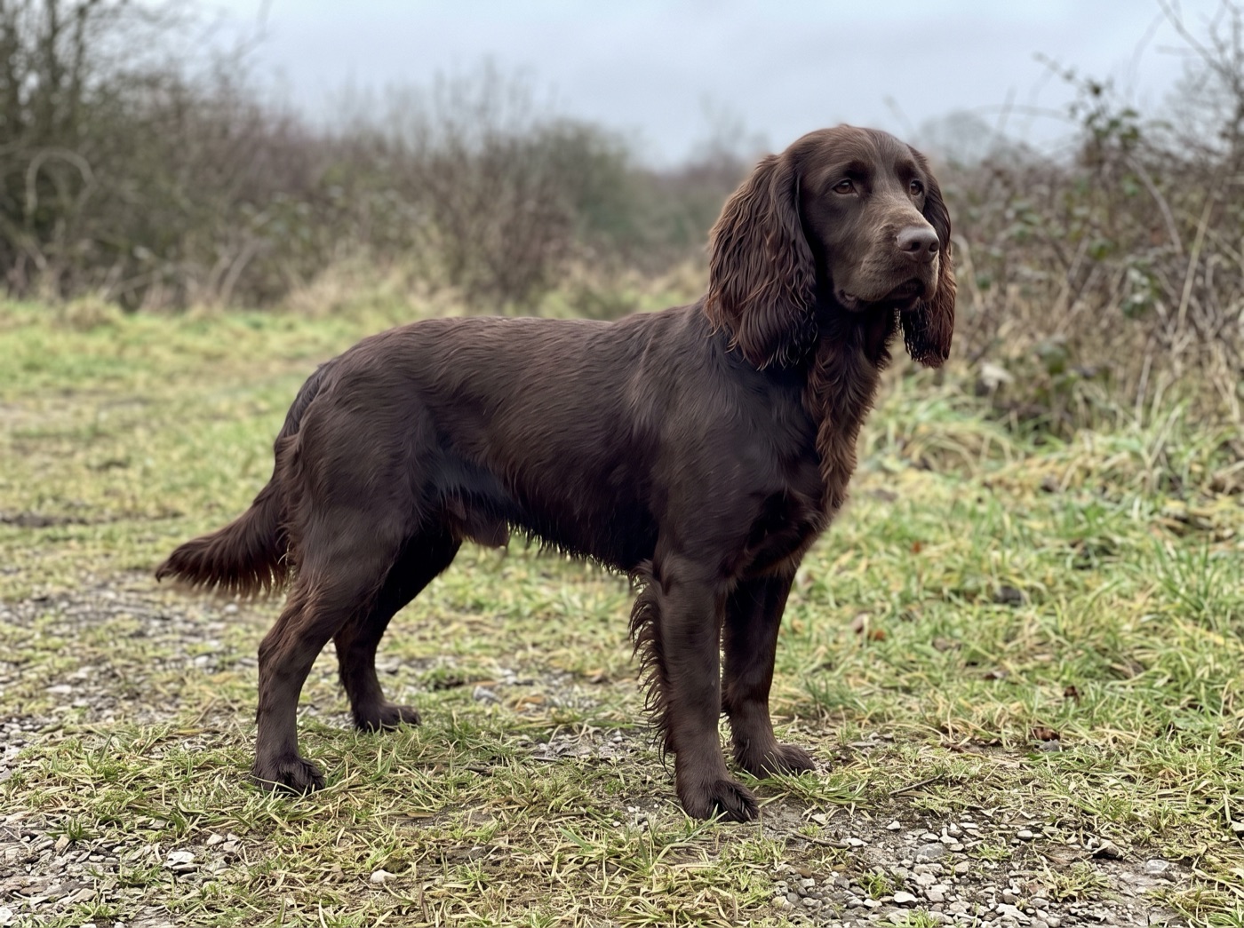 Field Spaniel