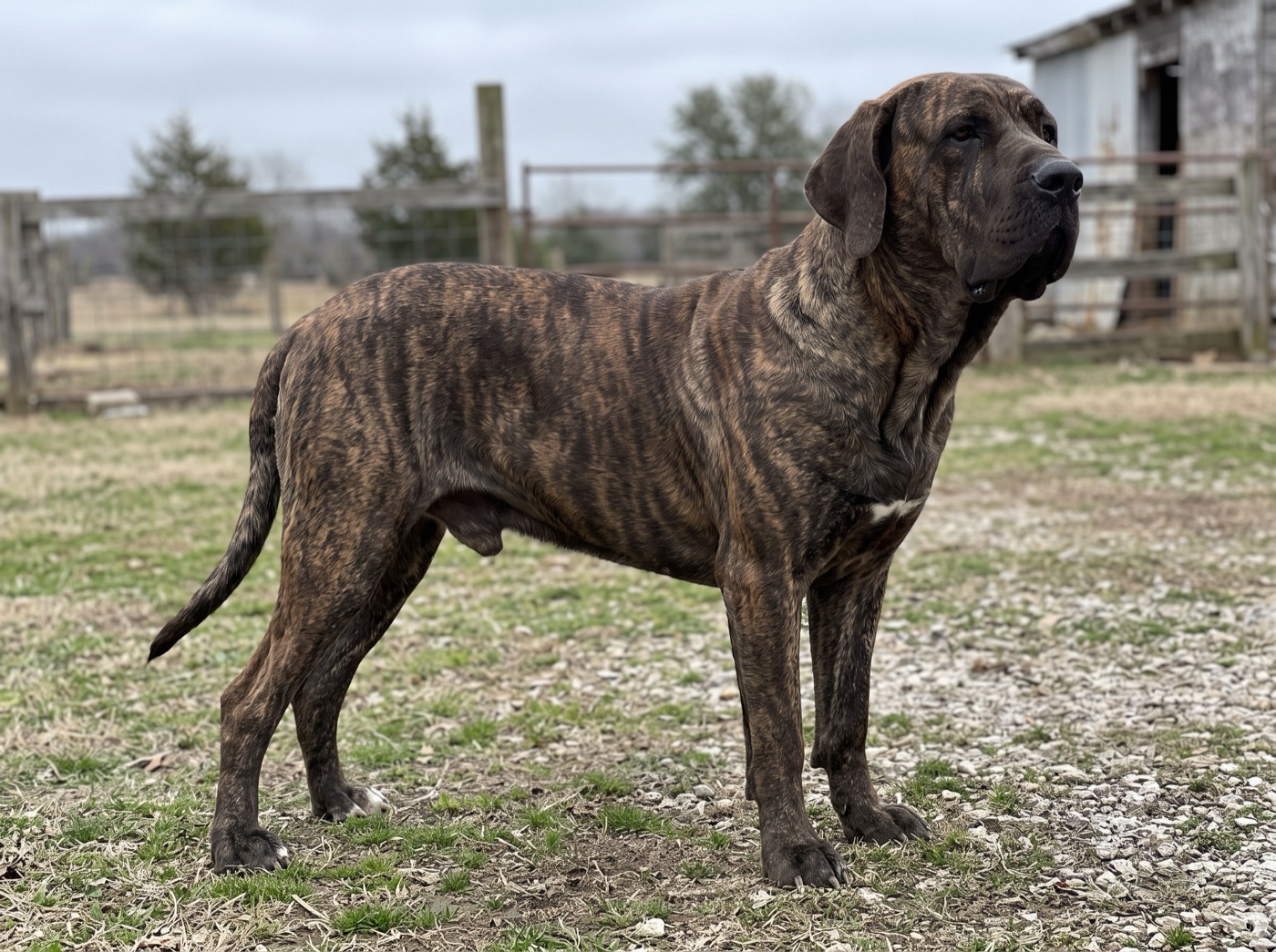 Fila Brasileiro