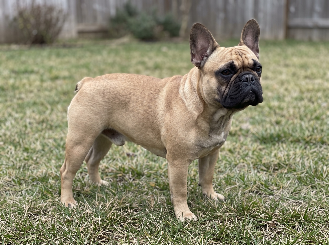 French Bulldog