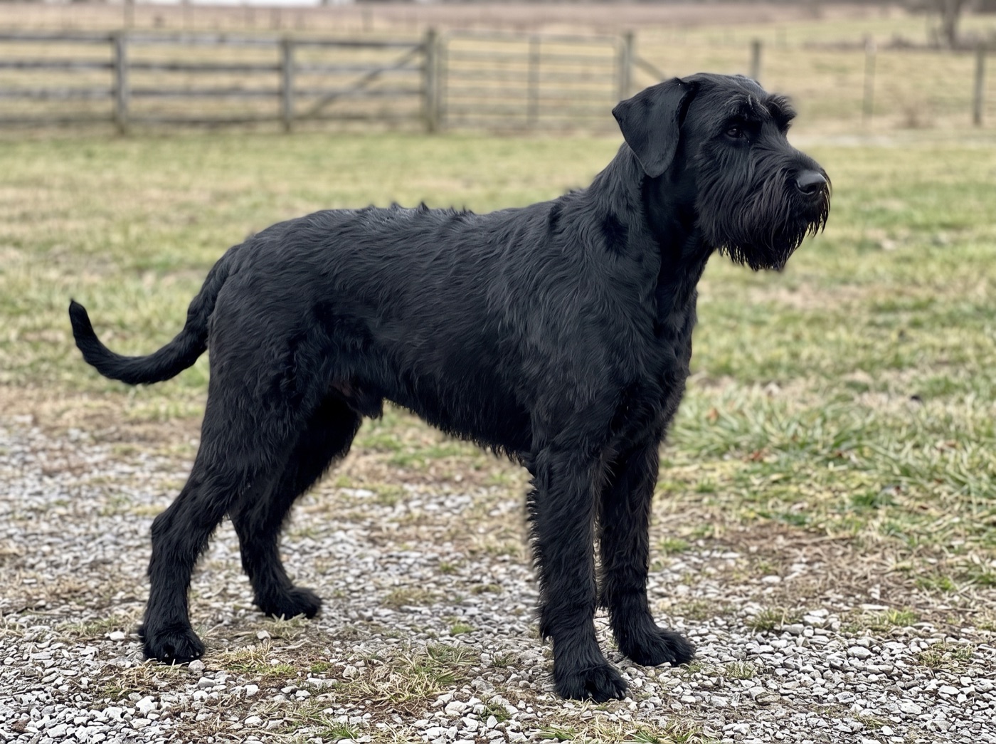 Giant Schnauzer