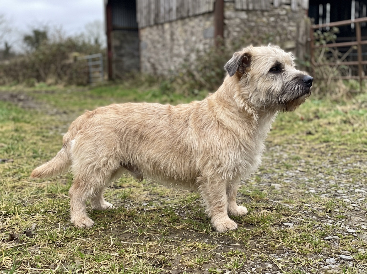 Glen of Imaal Terrier
