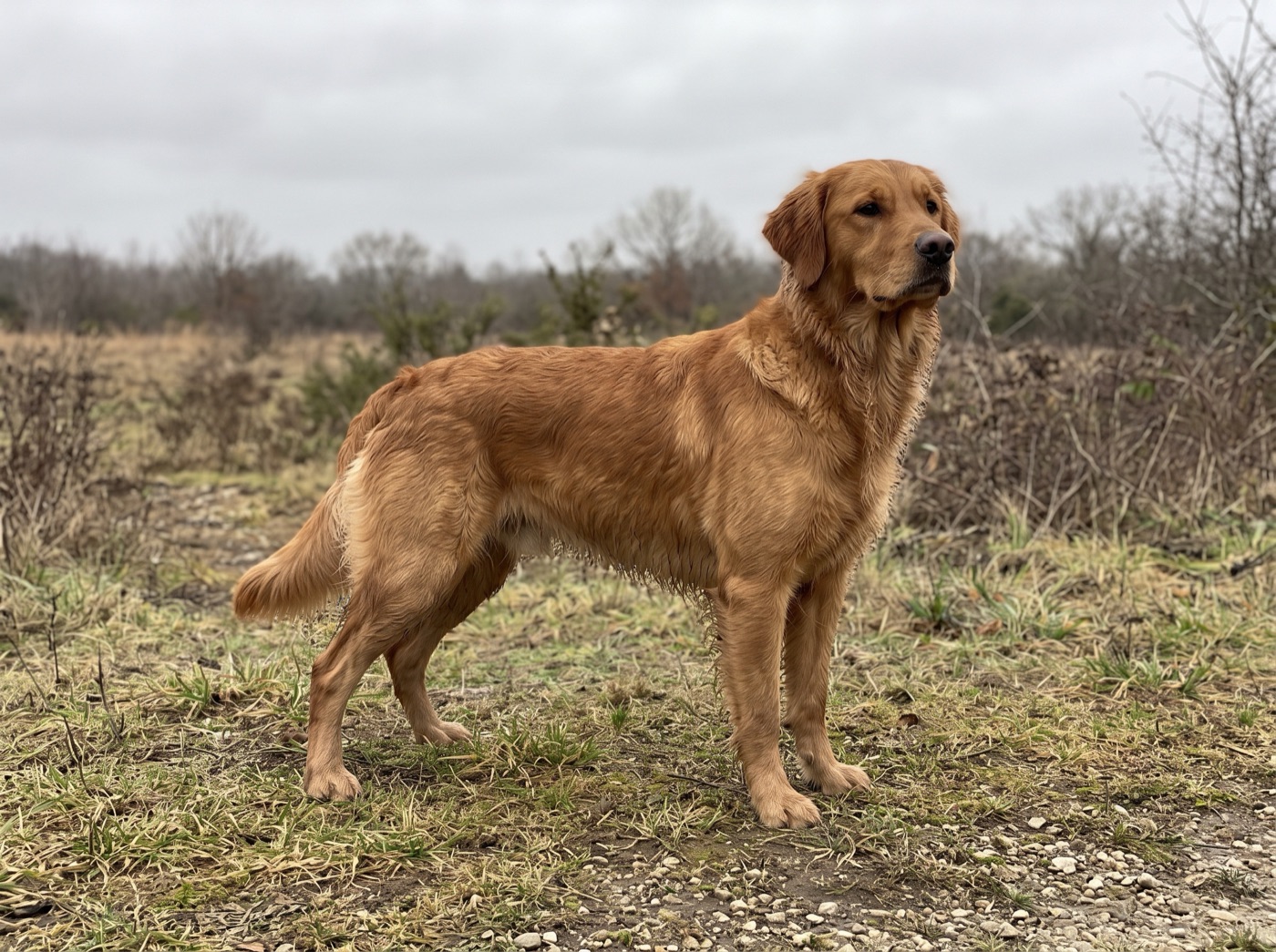 Golden Retriever