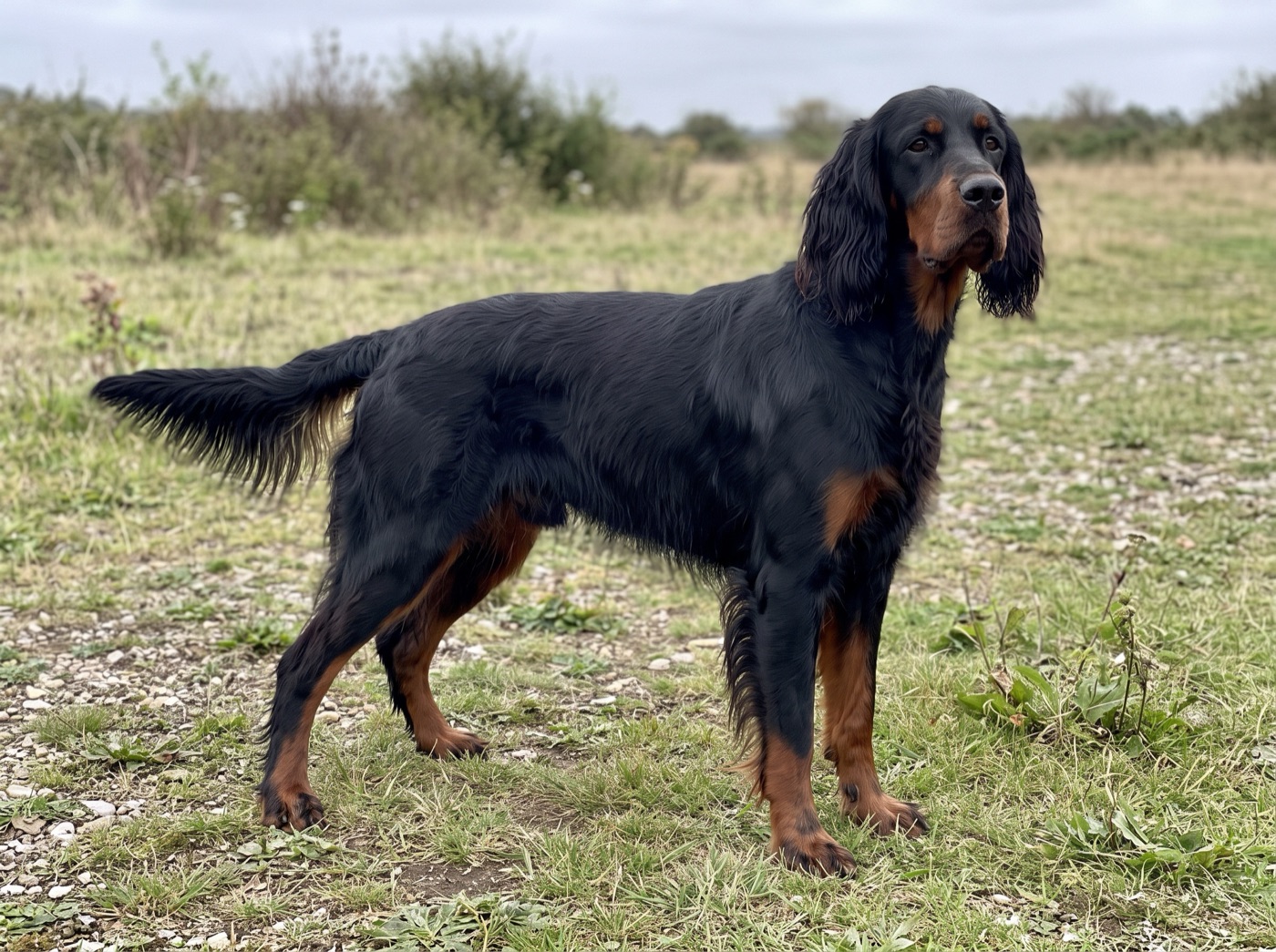 Gordon Setter