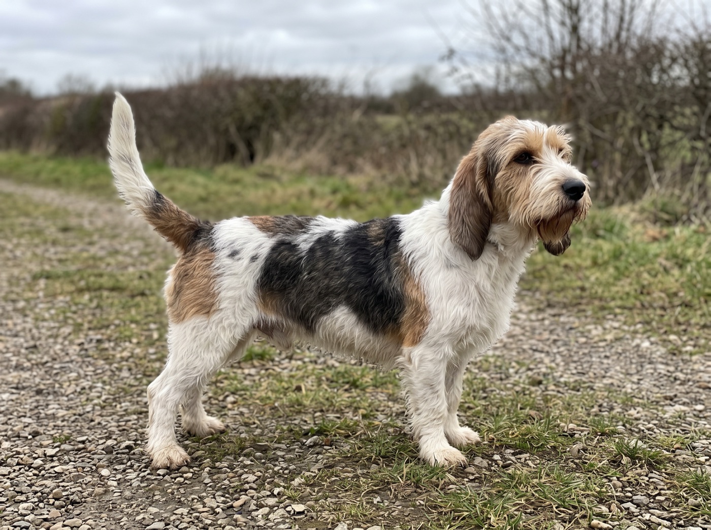 Grand Basset Griffon Vendeen