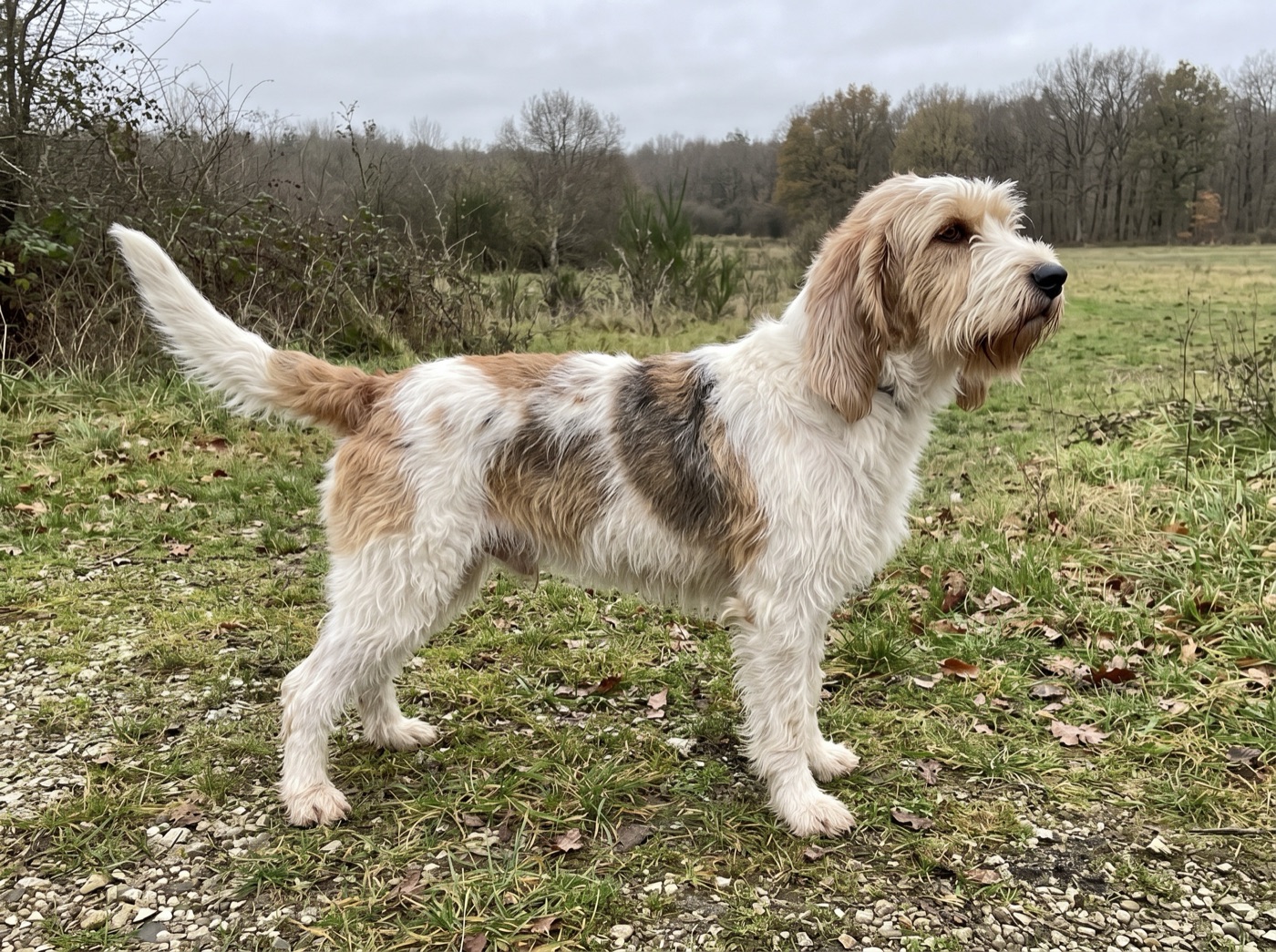 Grand Griffon Vendeen