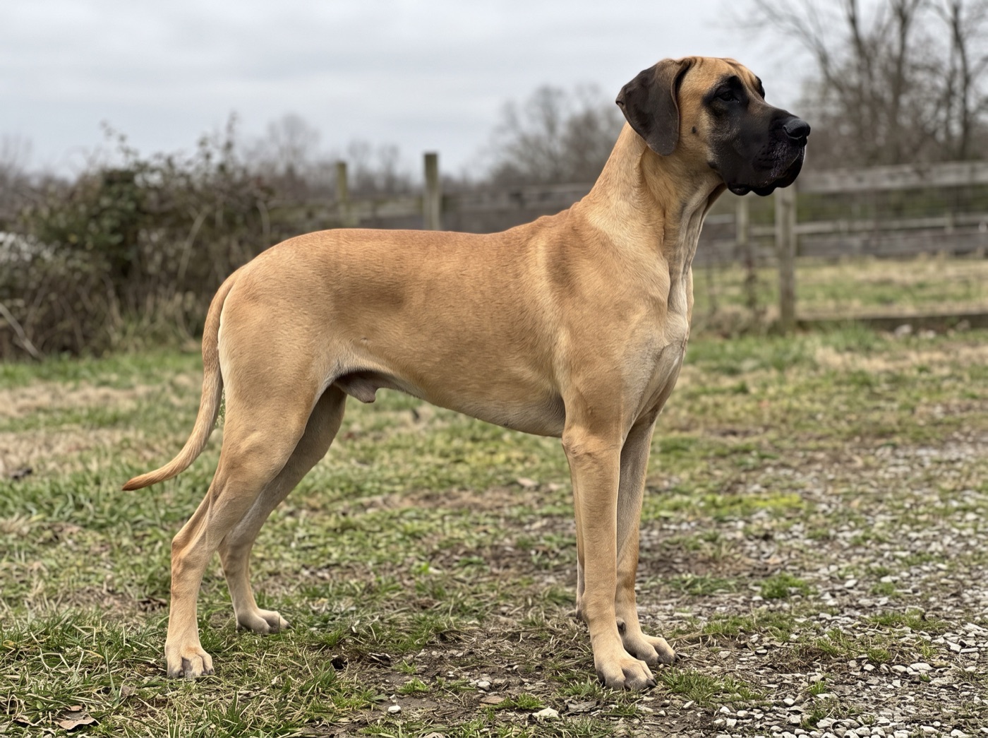 Great Dane