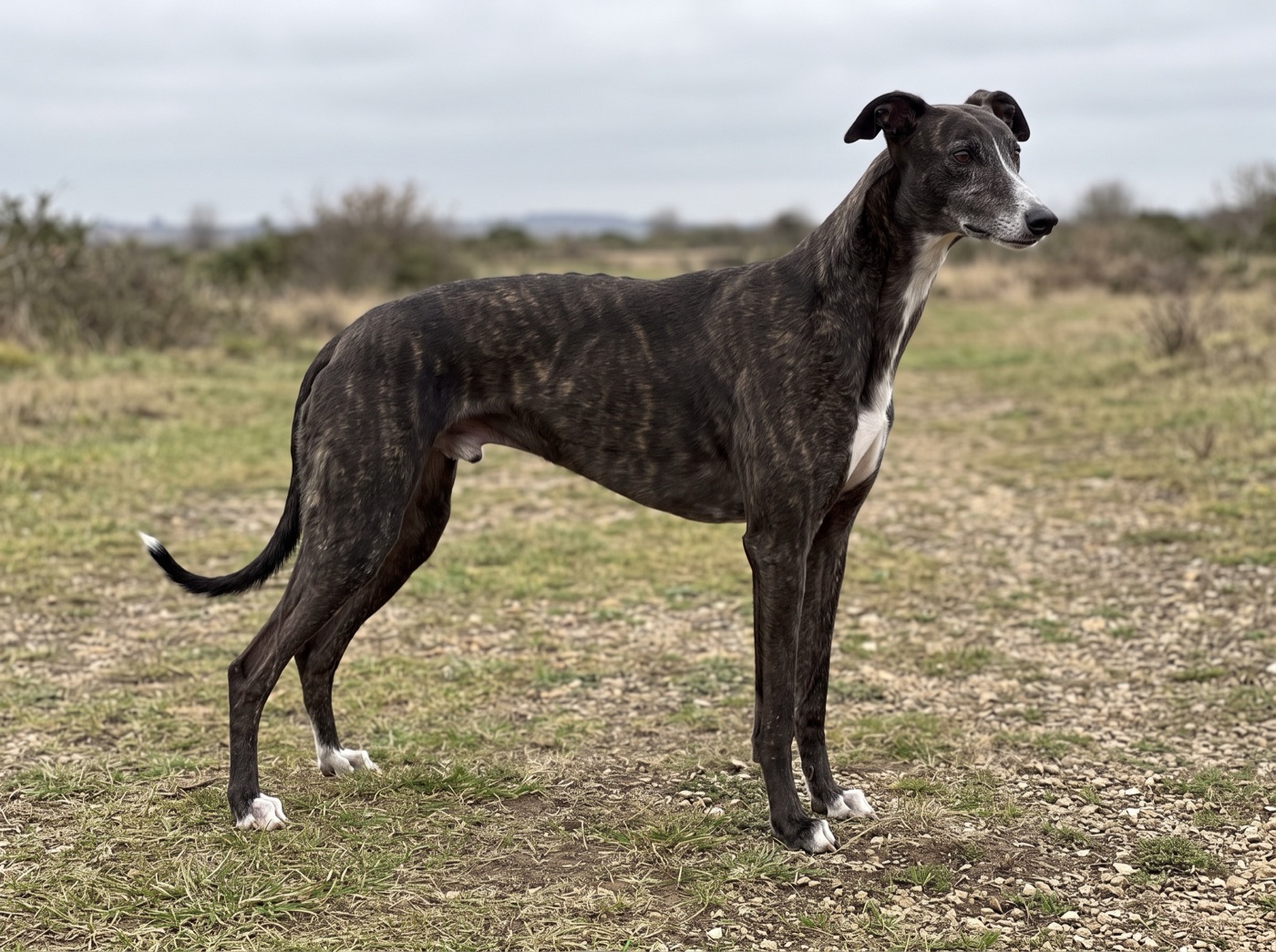 Greyhound
