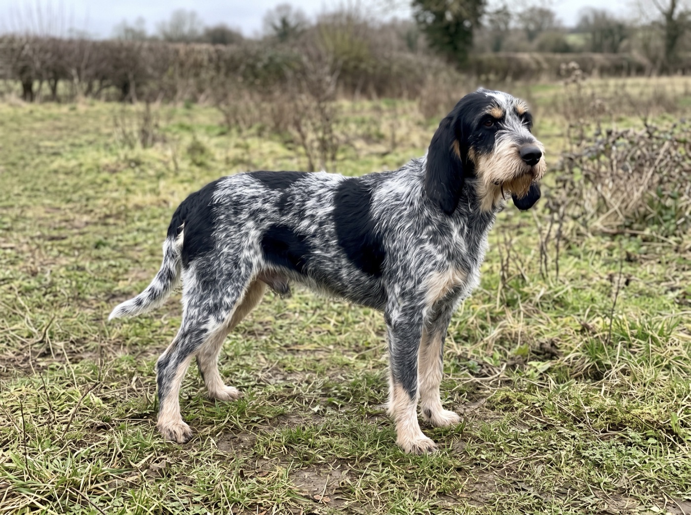 Griffon Bleu de Gascogne