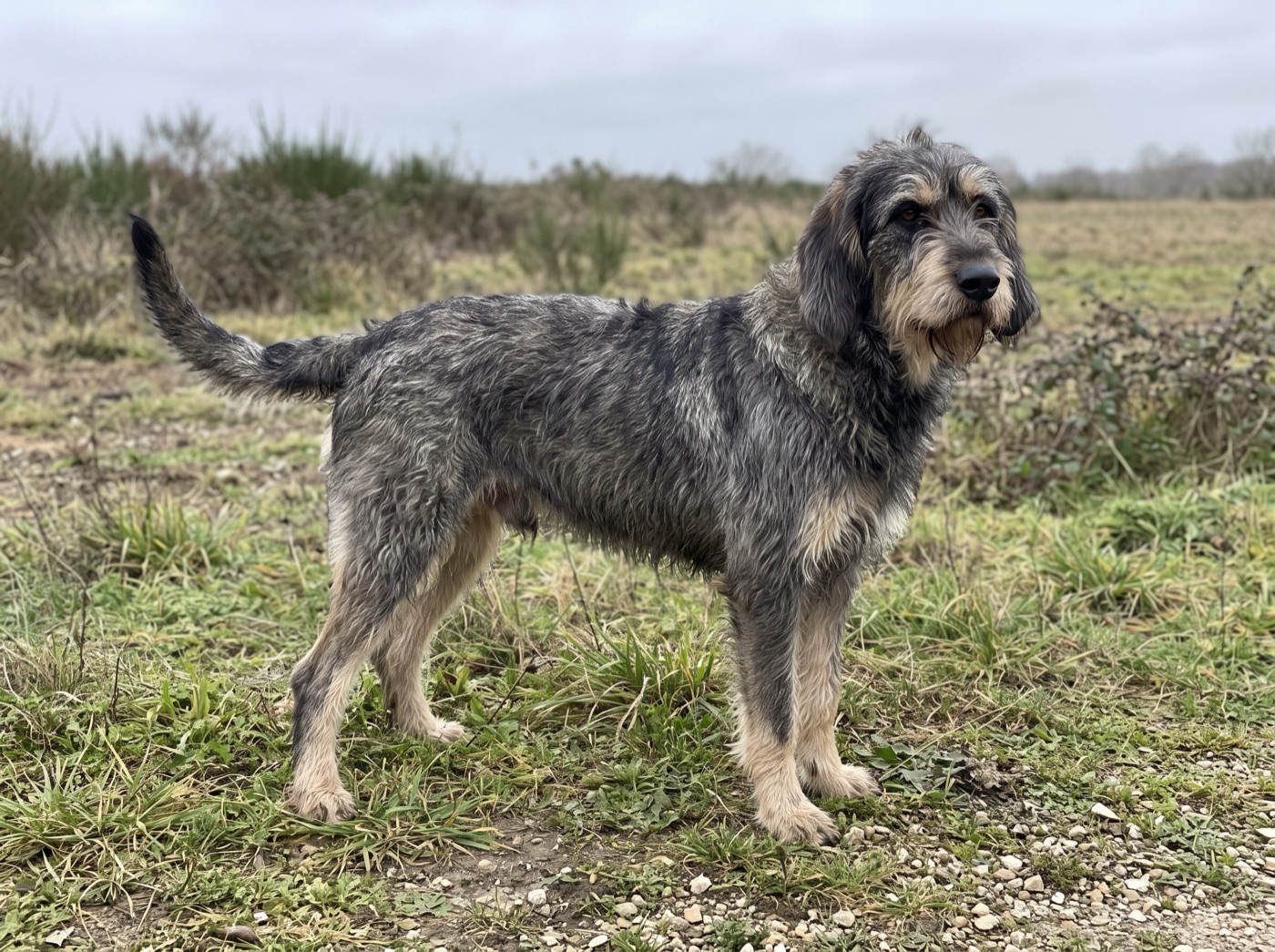 Griffon Nivernais