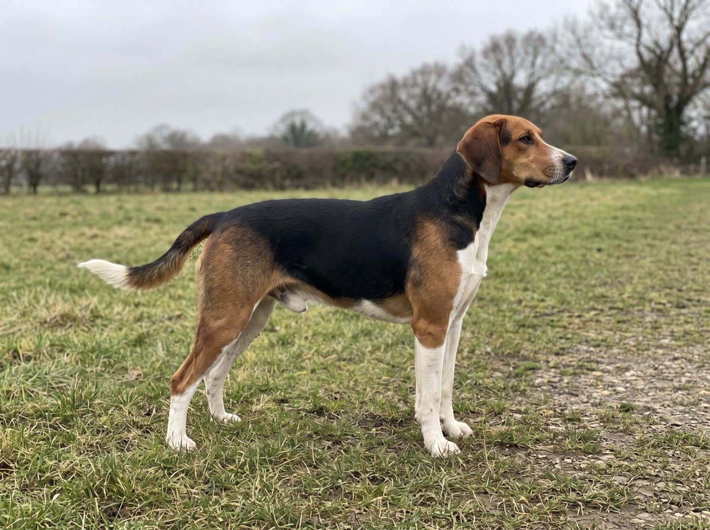 Harrier