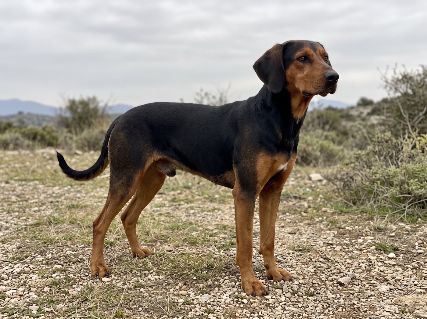 Hellenic Hound