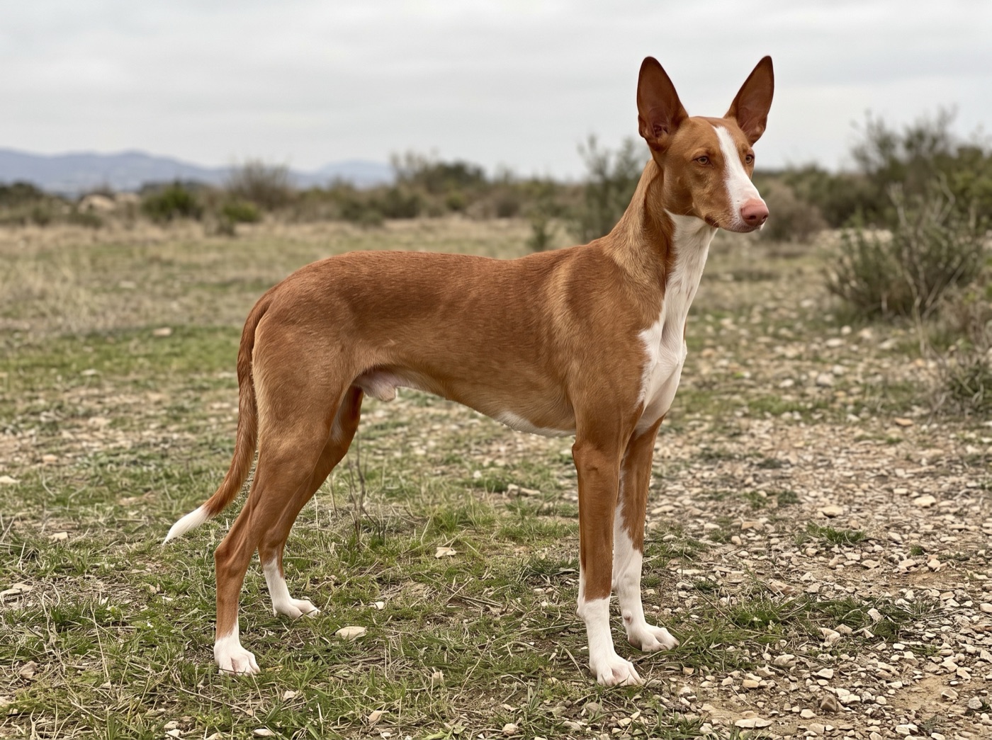 Ibizan Hound