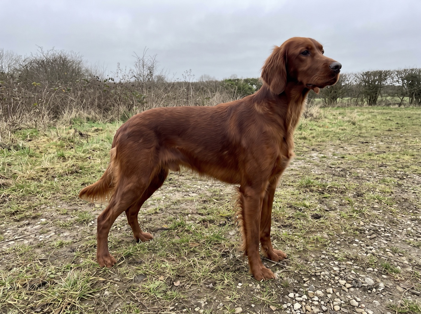 An Irish Setter standing in a winter field