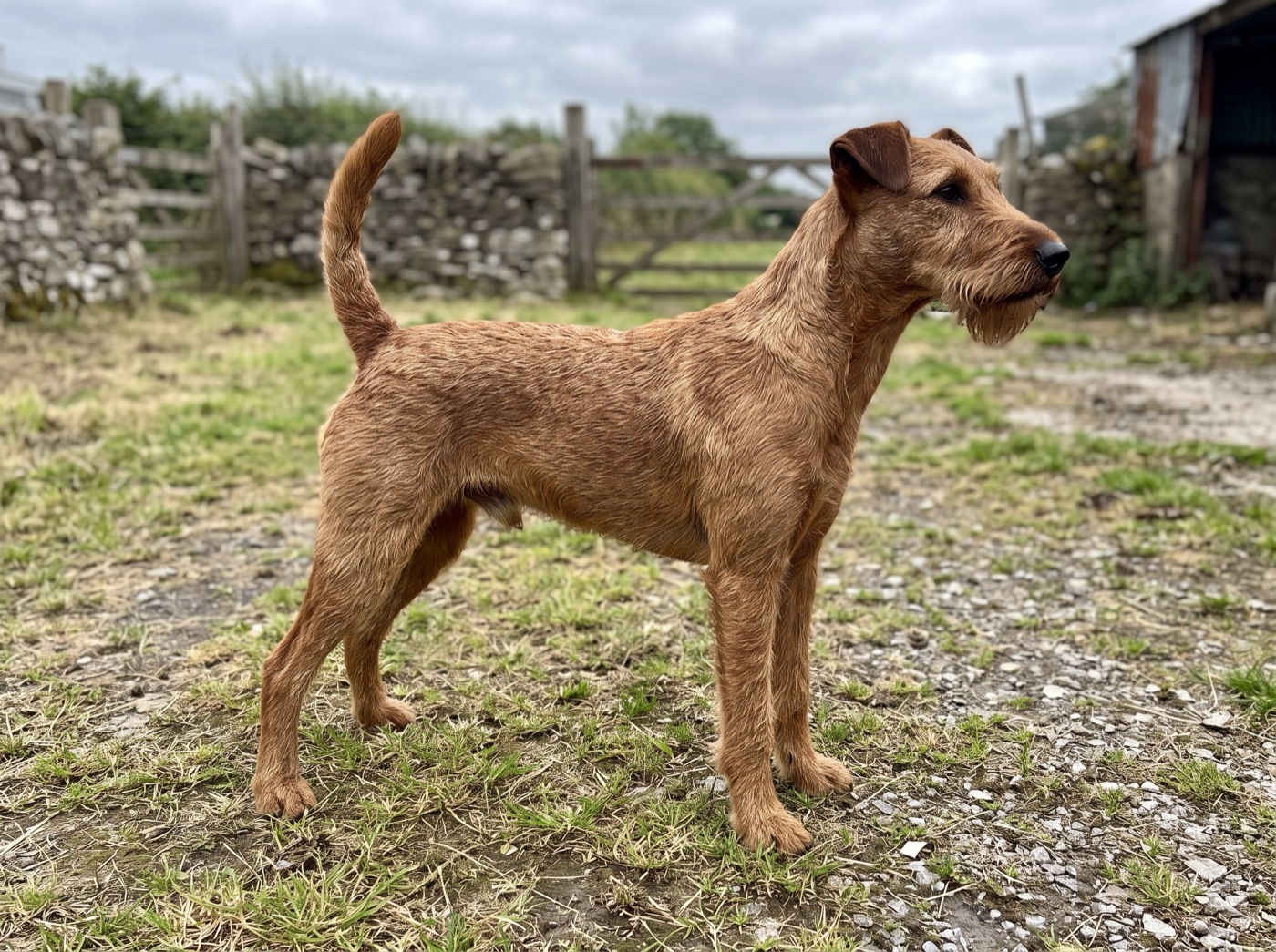 Irish Terrier