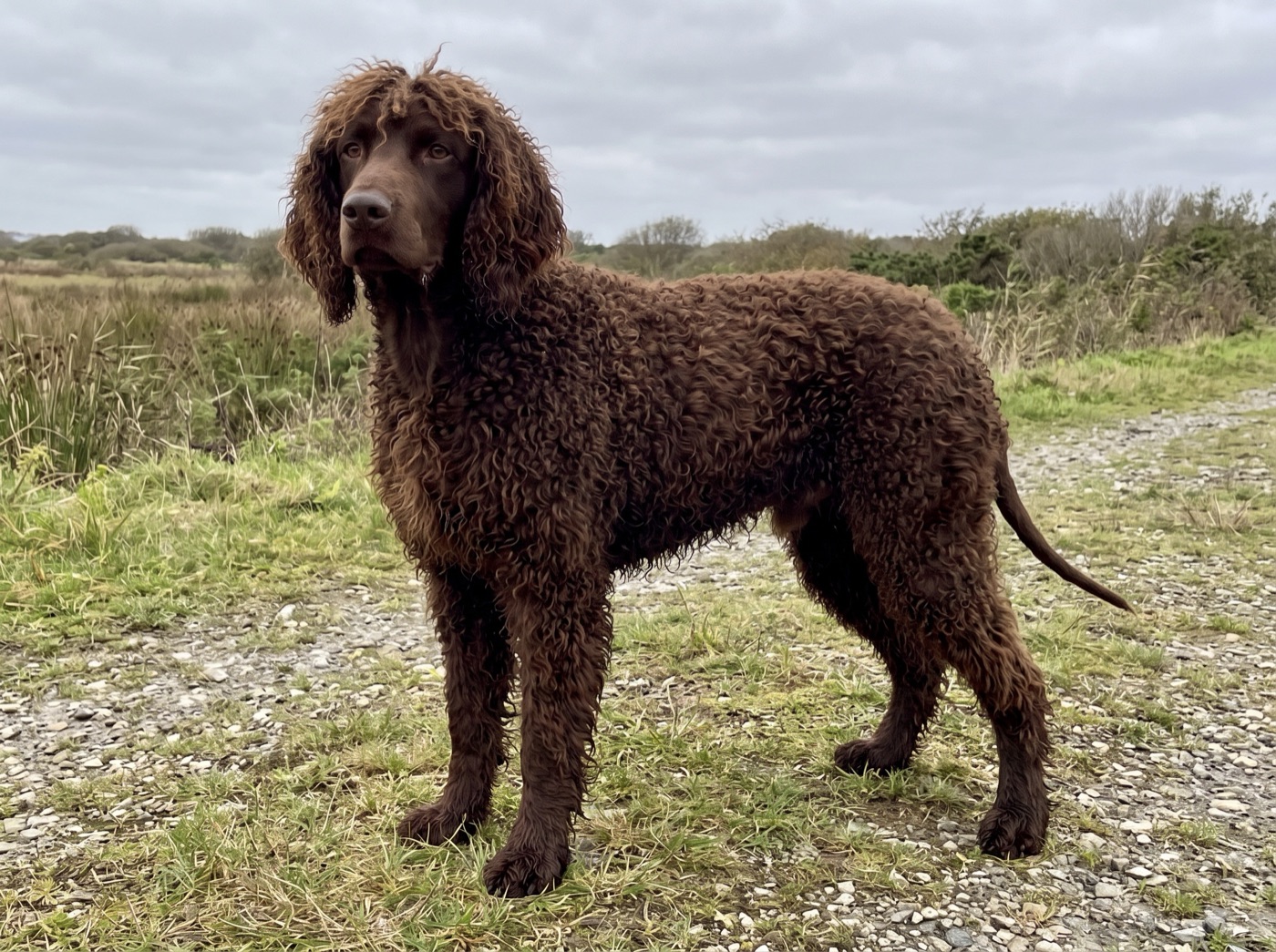 Irish Water Spaniel