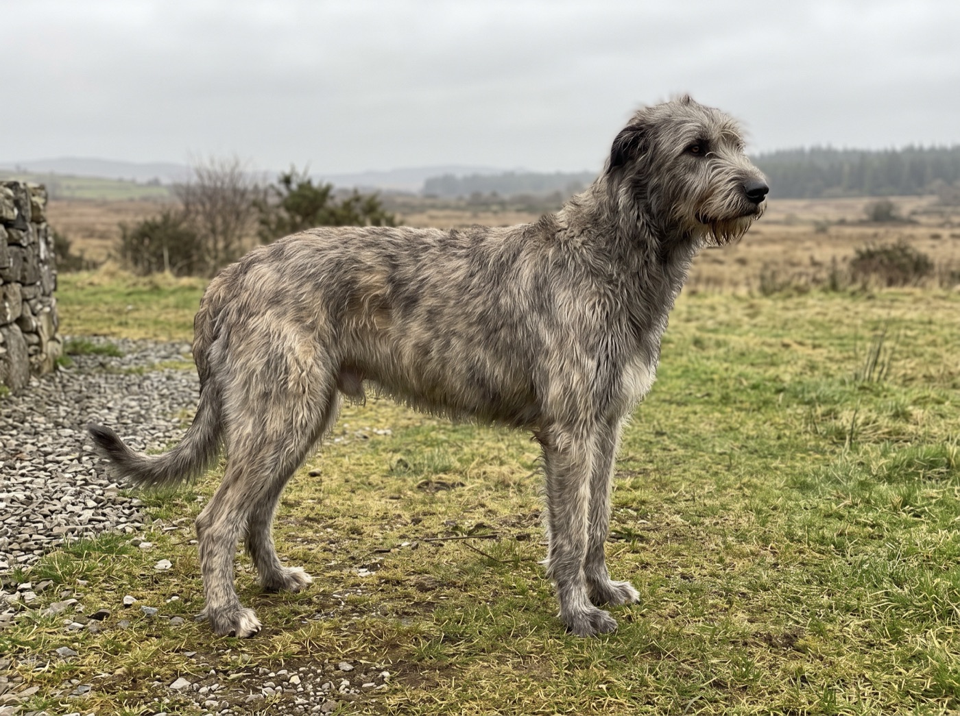 Irish Wolfhound