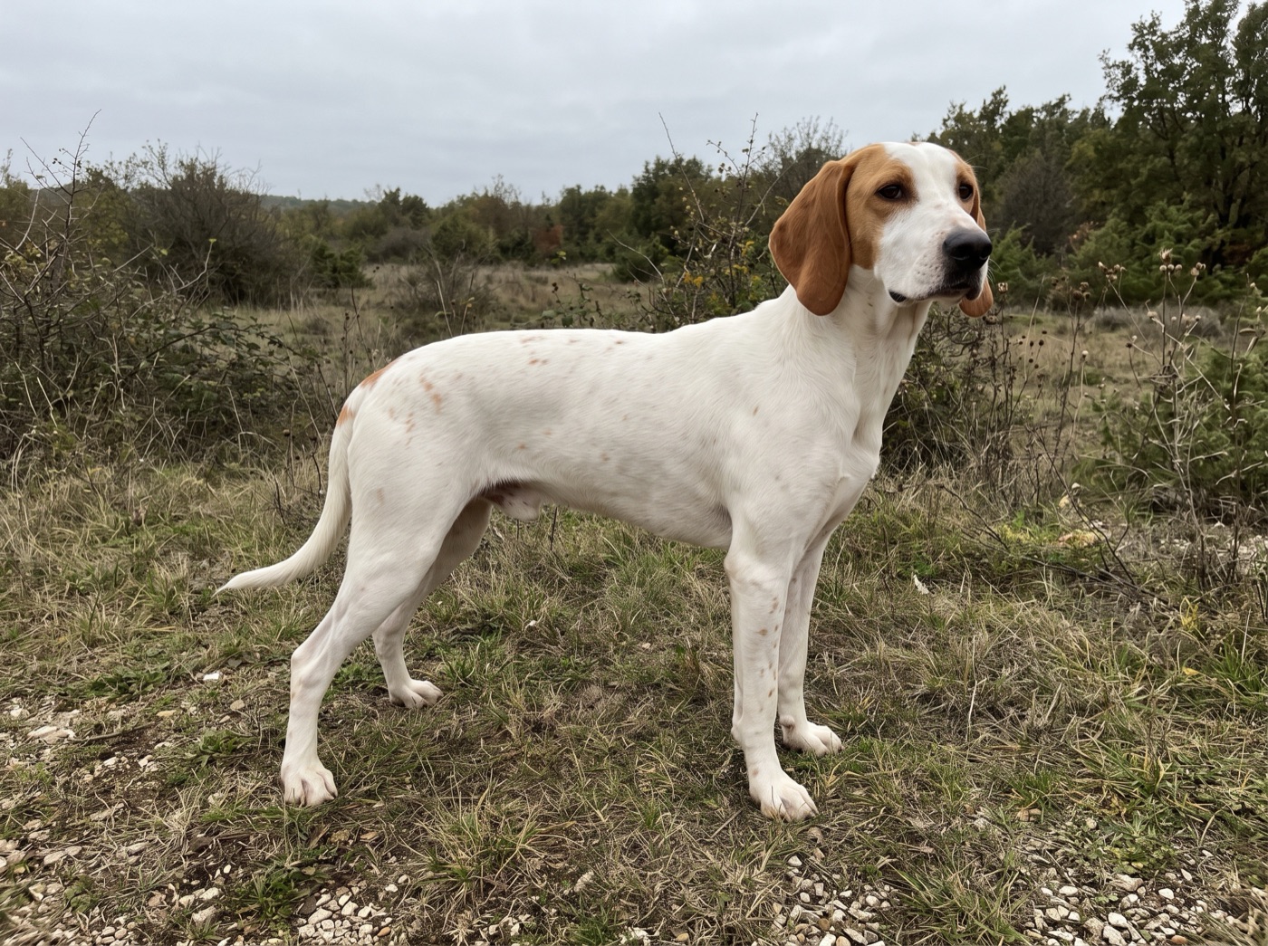 Istrian Short-haired Hound