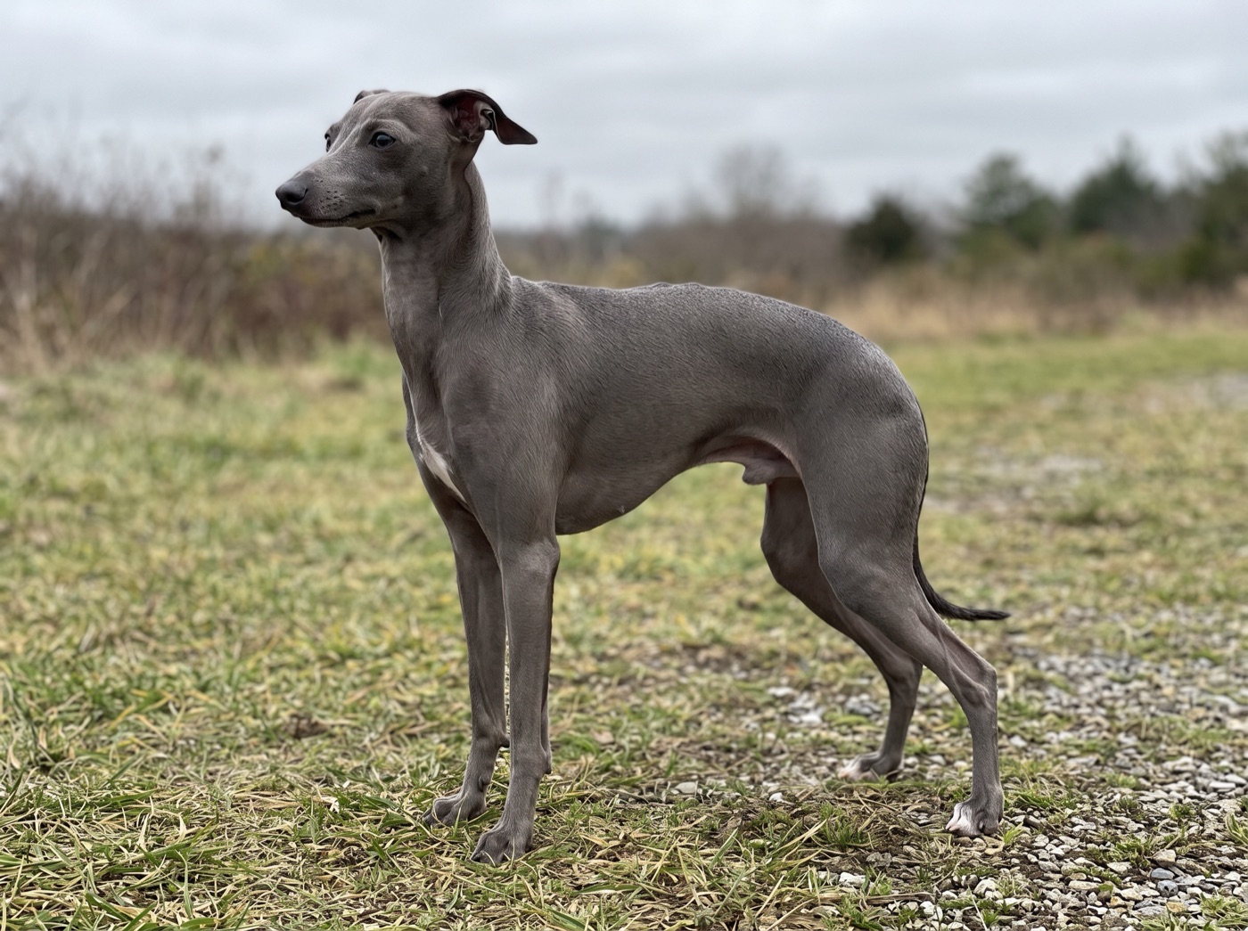 Italian Greyhound