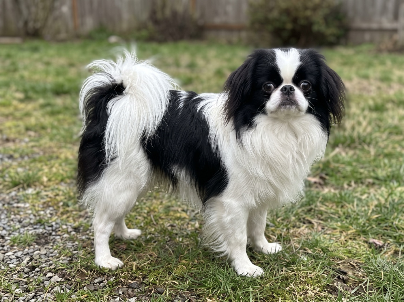 Japanese Chin