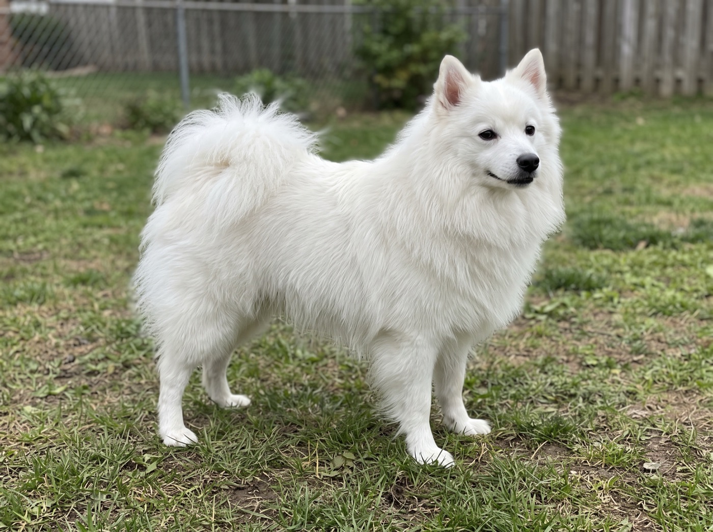 Japanese Spitz