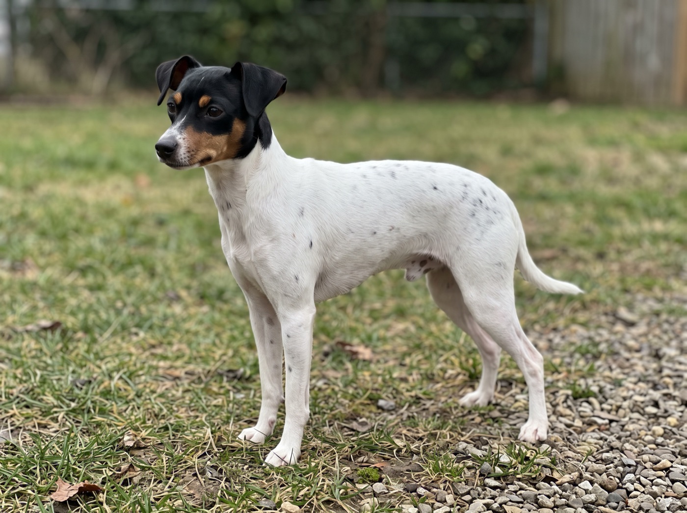 Japanese Terrier