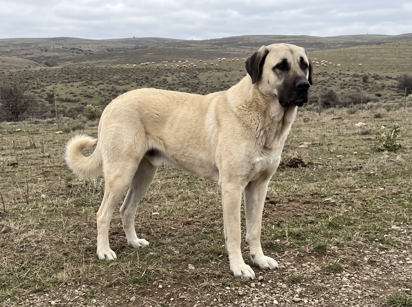 Kangal Dog