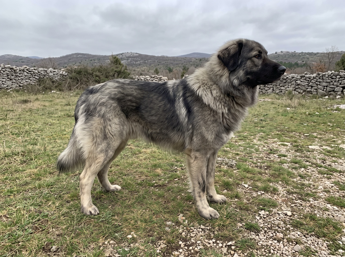 Karst Shepherd Dog