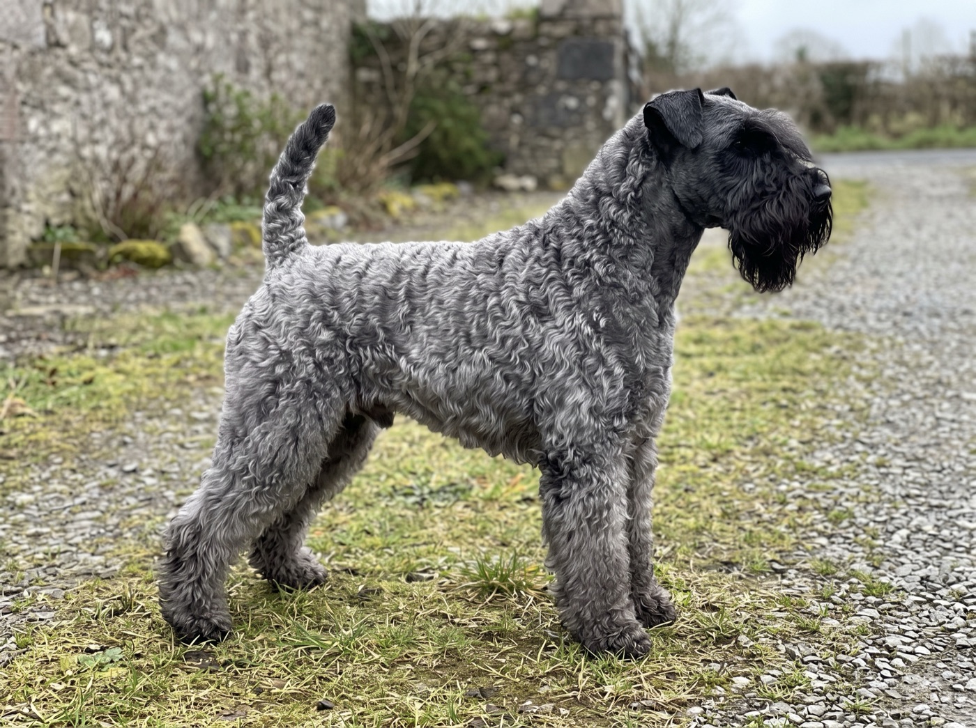 Kerry Blue Terrier