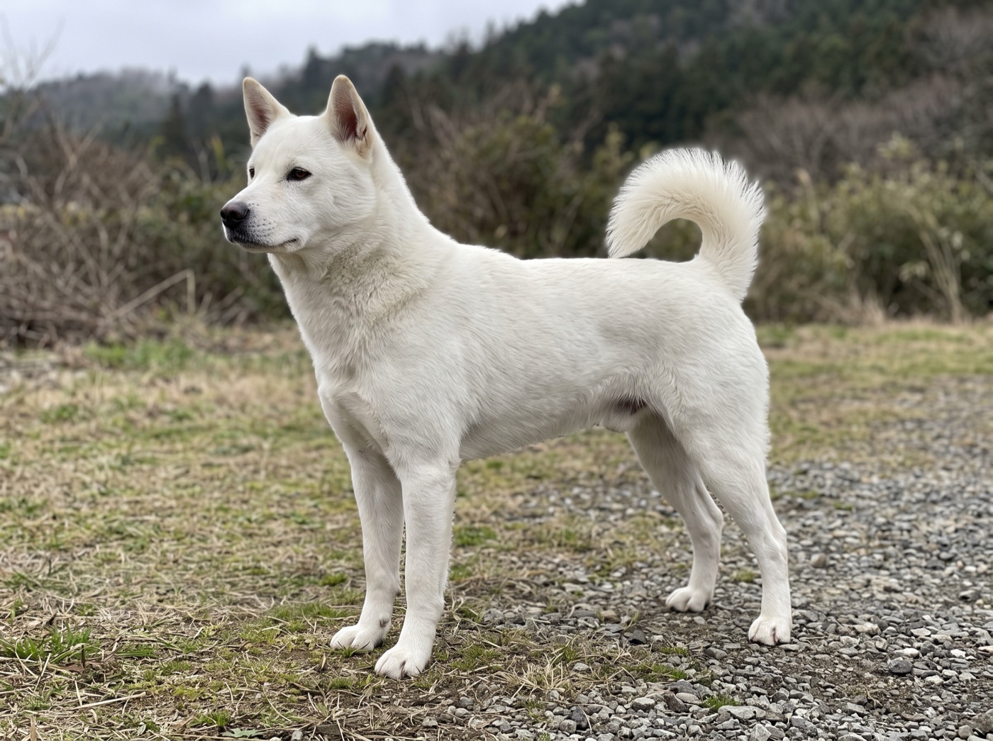 Kishu Ken