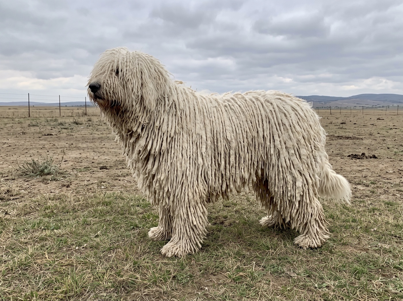 Komondor