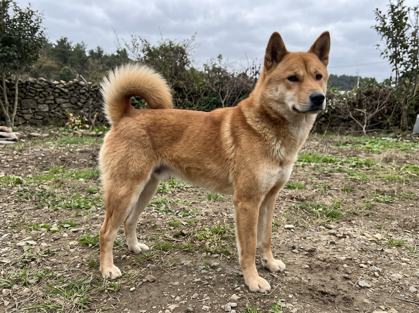 Korean Jindo Dog