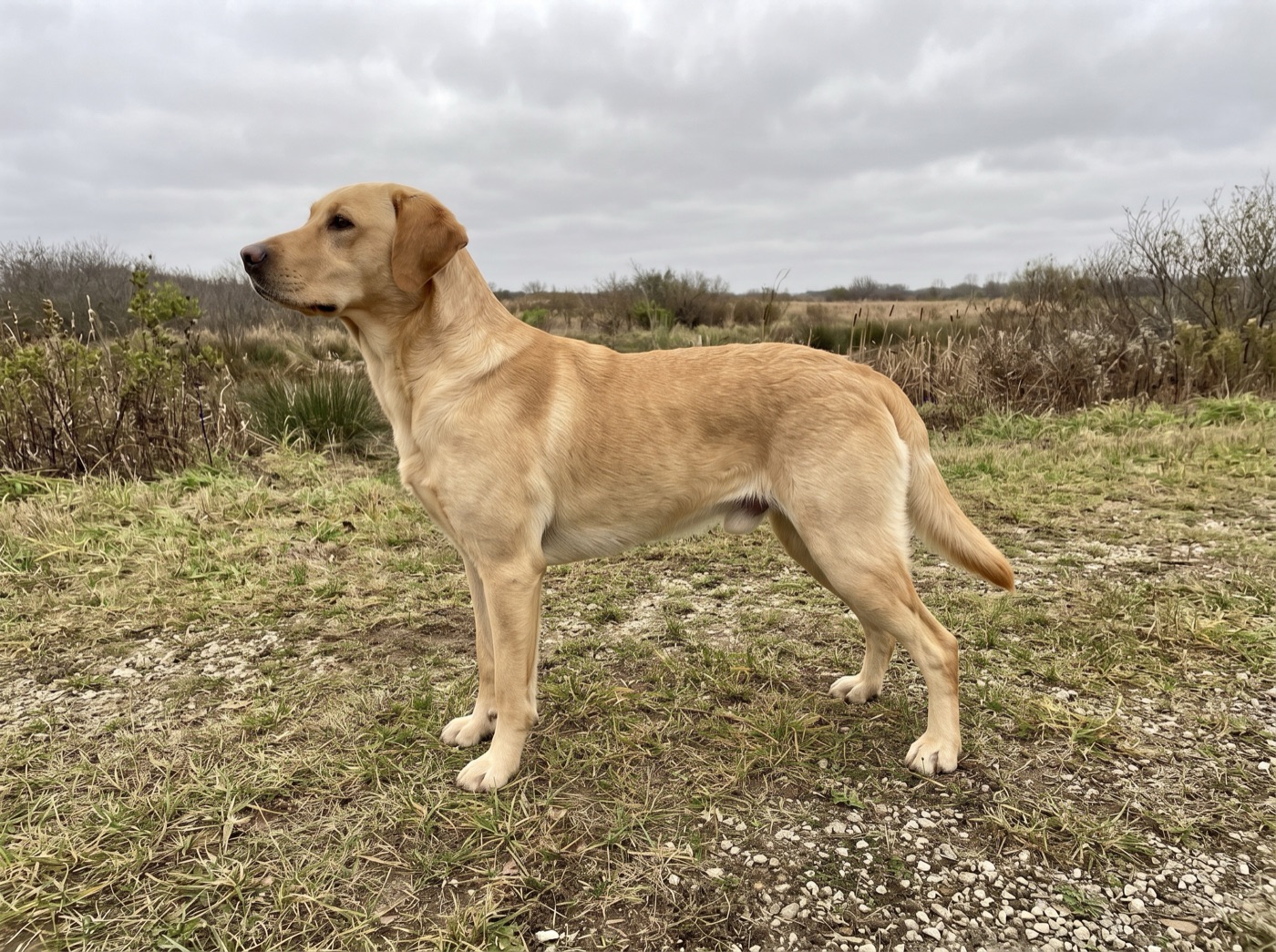 Labrador Retriever