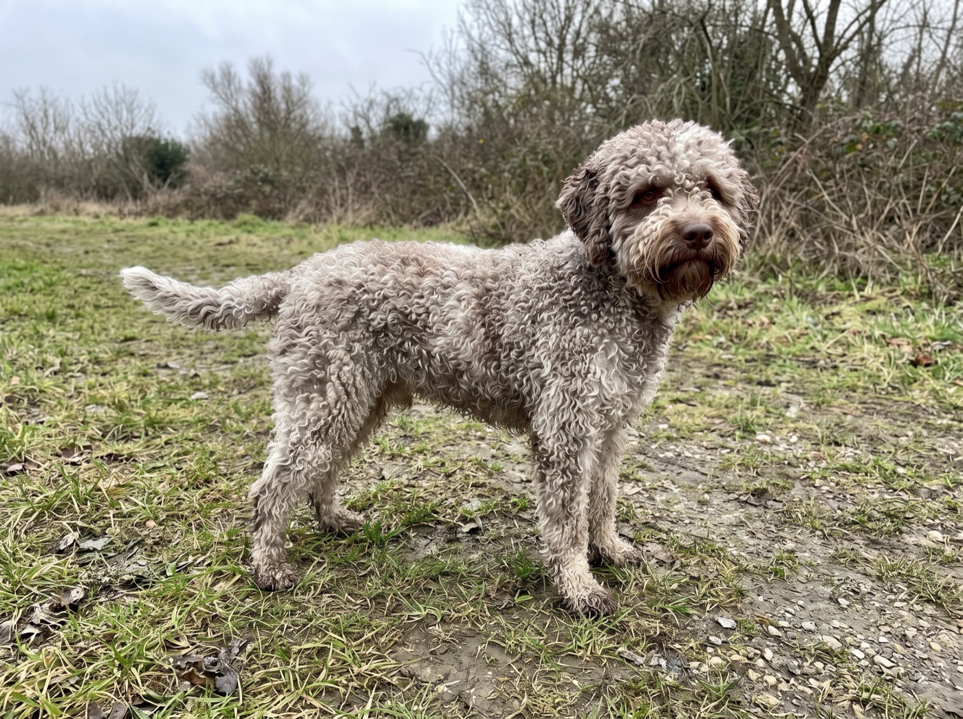 Lagotto Romagnolo