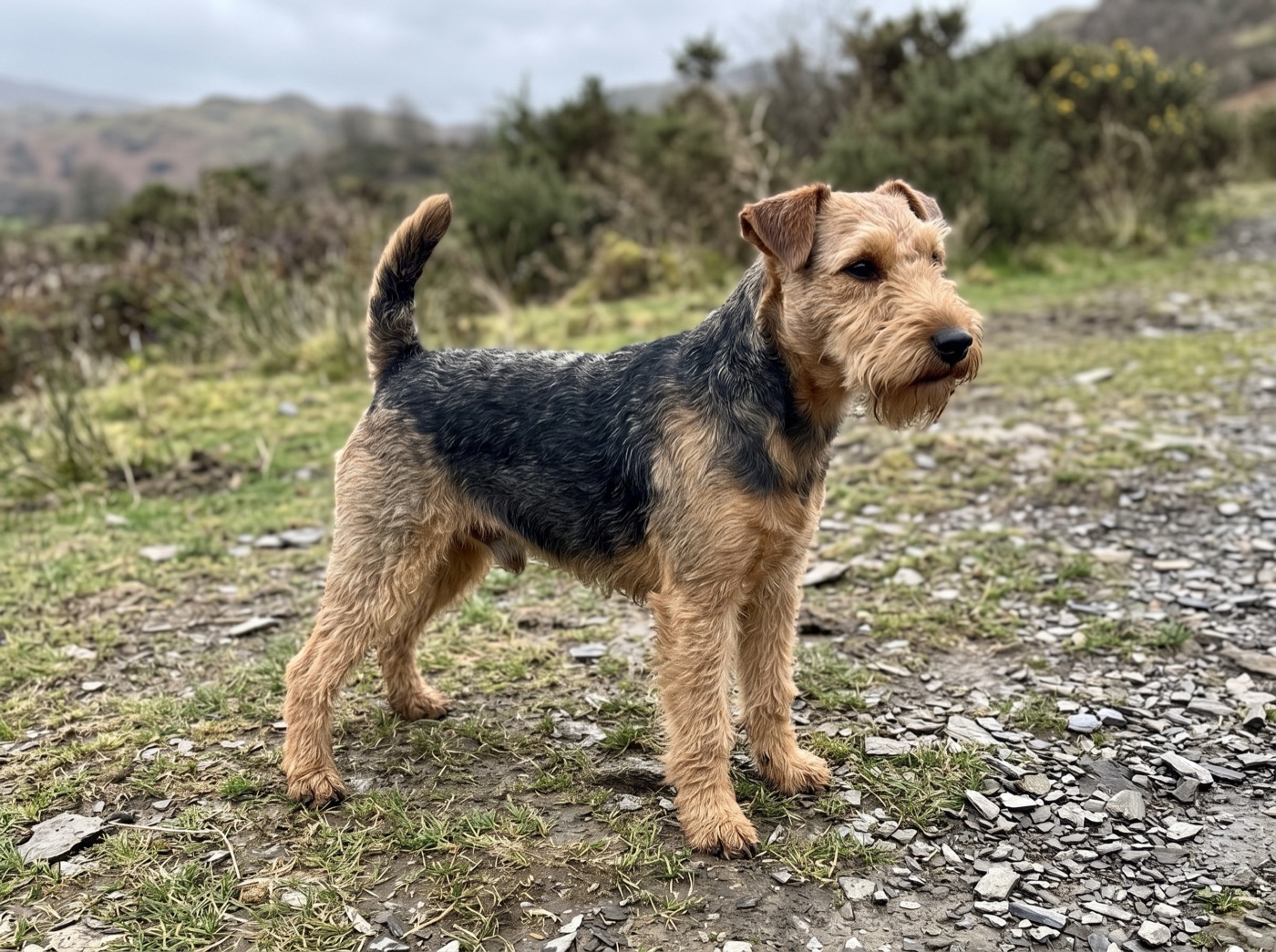 Lakeland Terrier