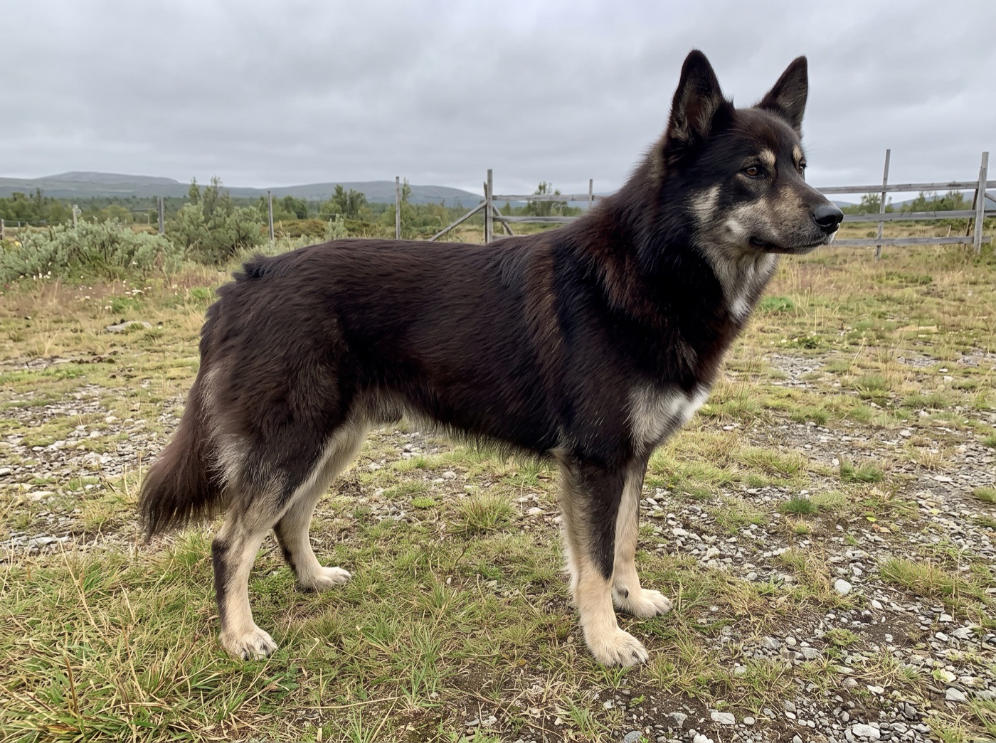 Lapponian Herder
