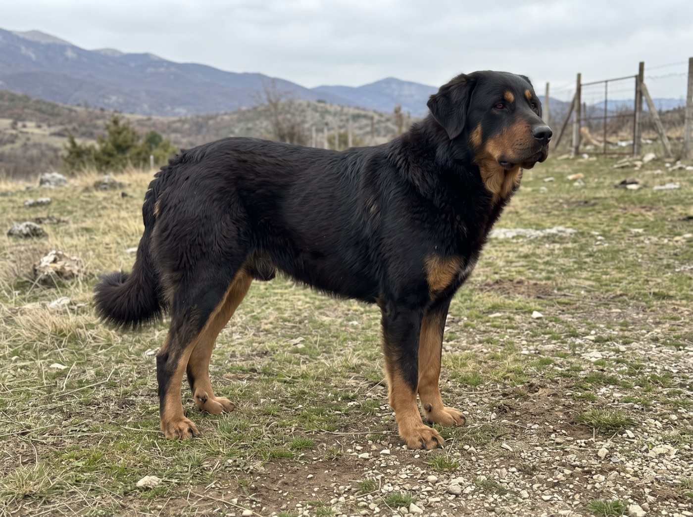 Macedonian Shepherd Dog Karaman