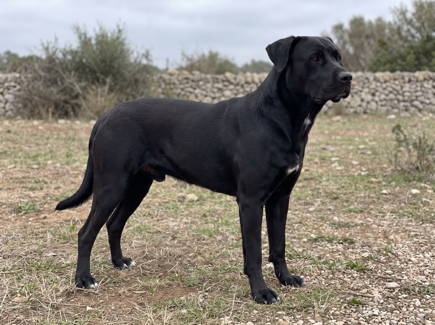 Ca de Bestiar (Majorca Shepherd Dog)