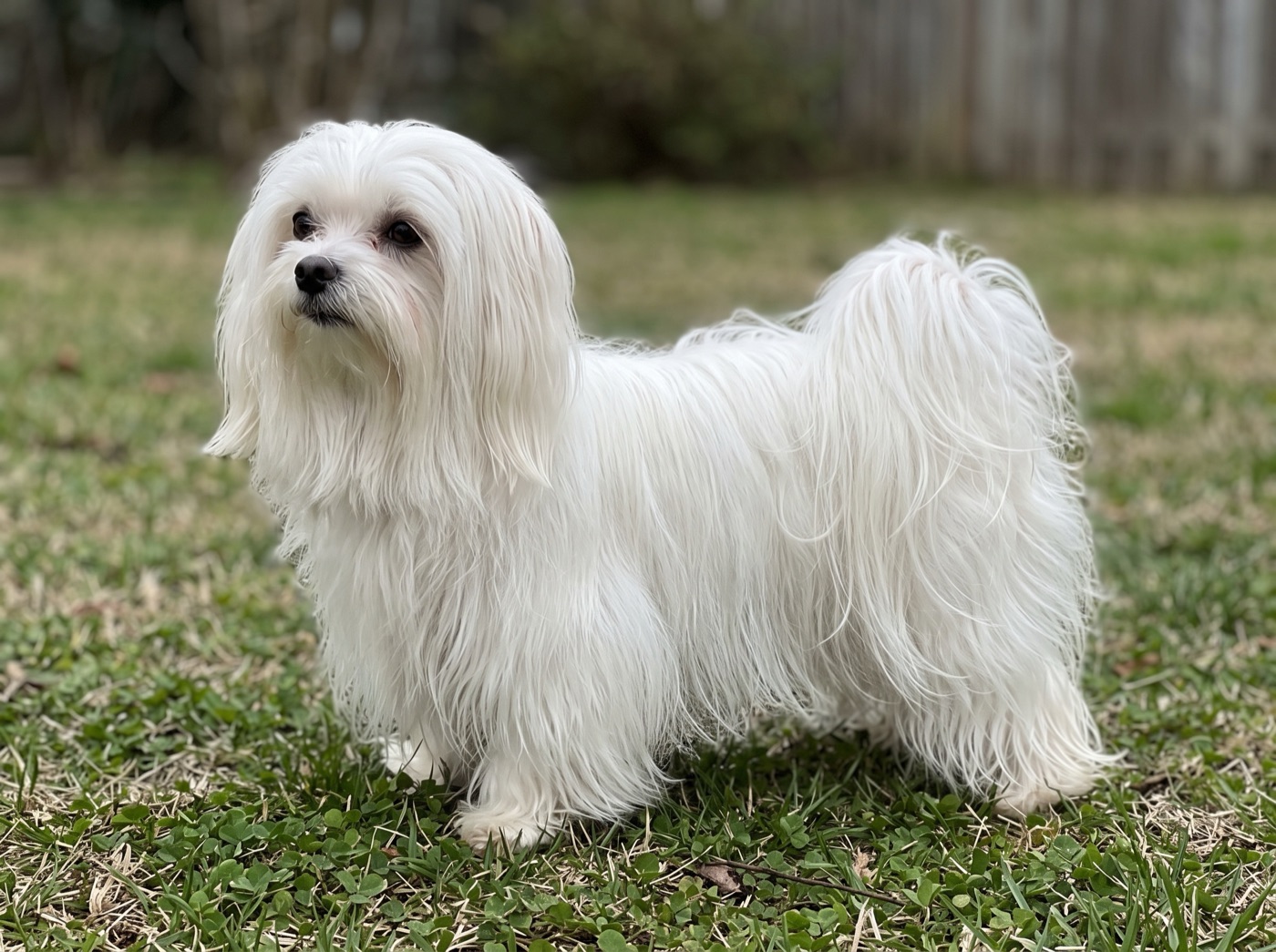 Maltese
