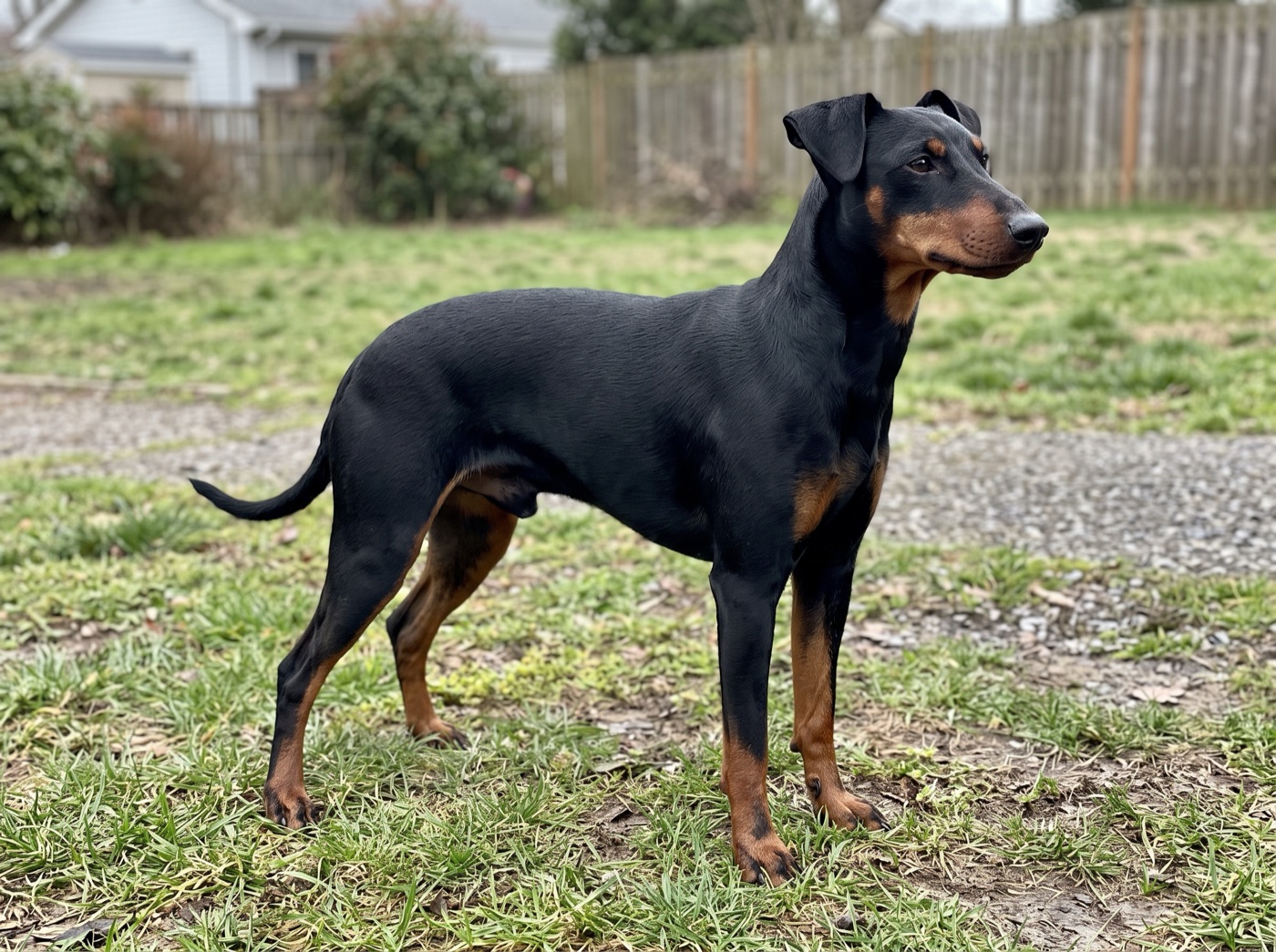 Manchester Terrier
