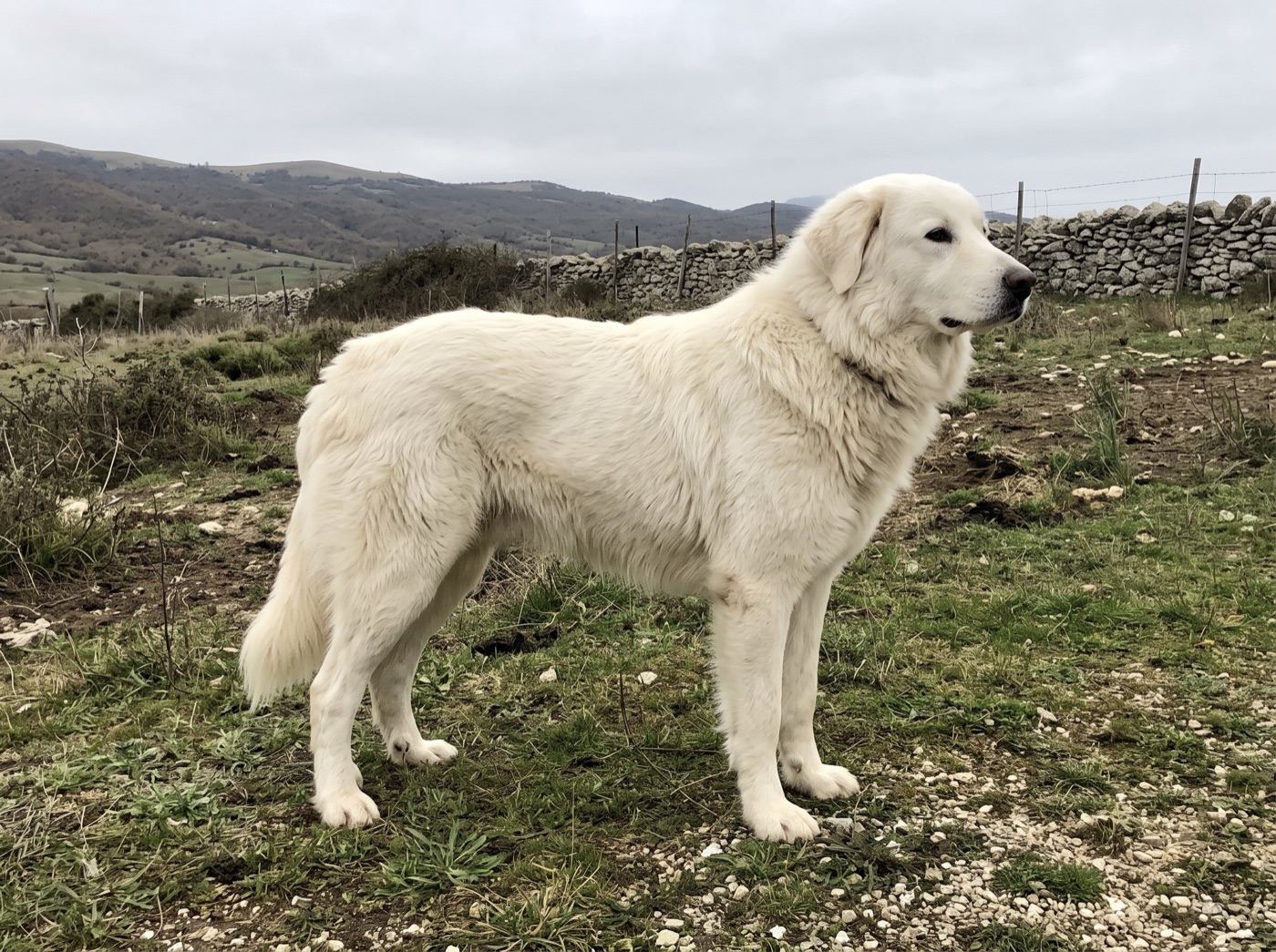 Maremma Sheepdog