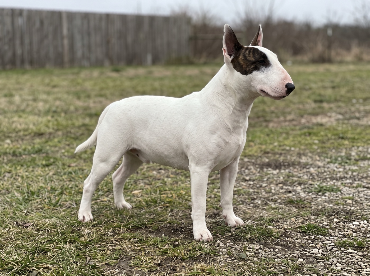 Miniature Bull Terrier