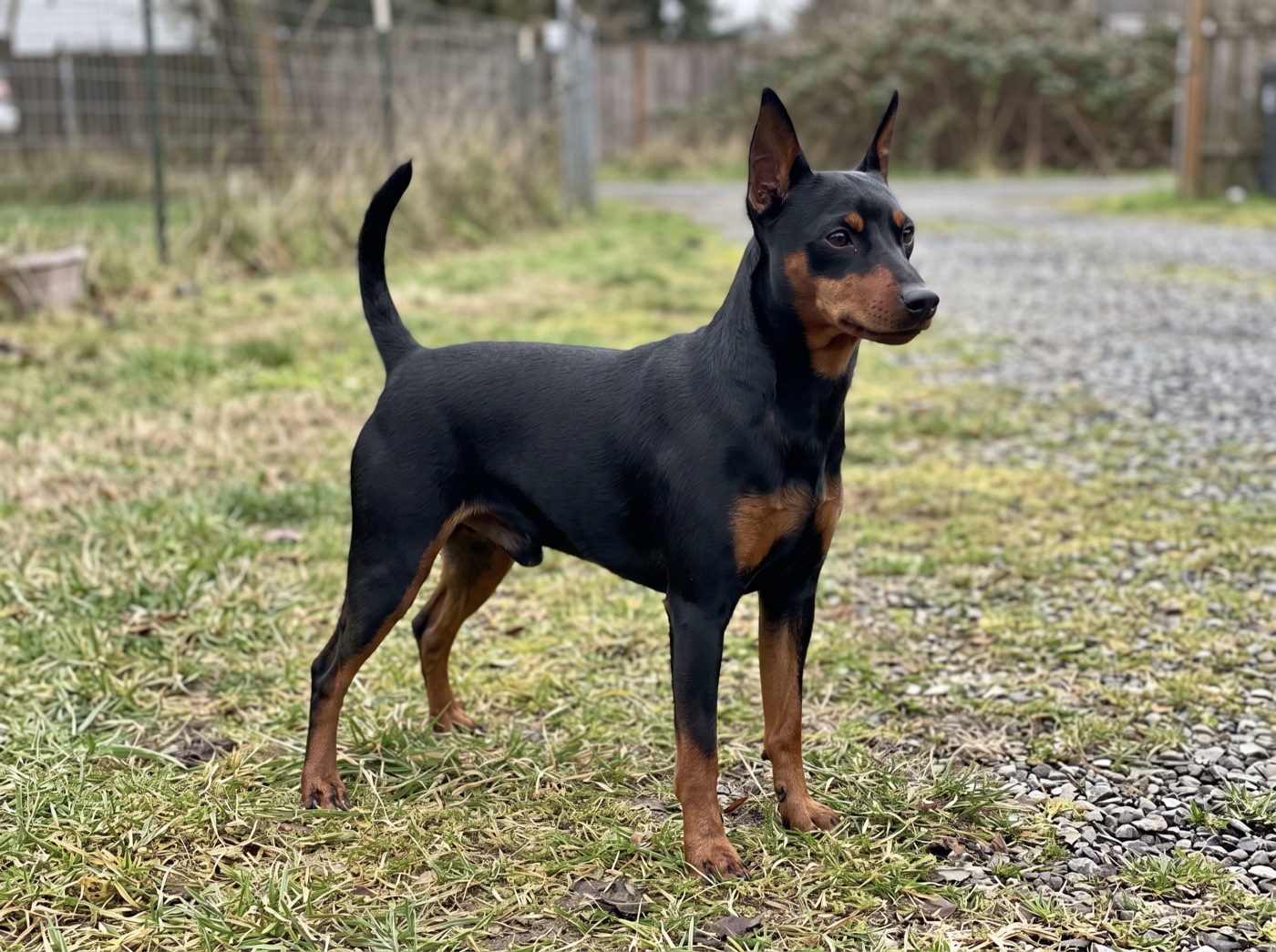 Miniature Pinscher
