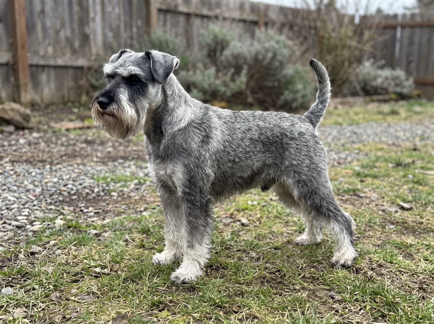 Miniature Schnauzer