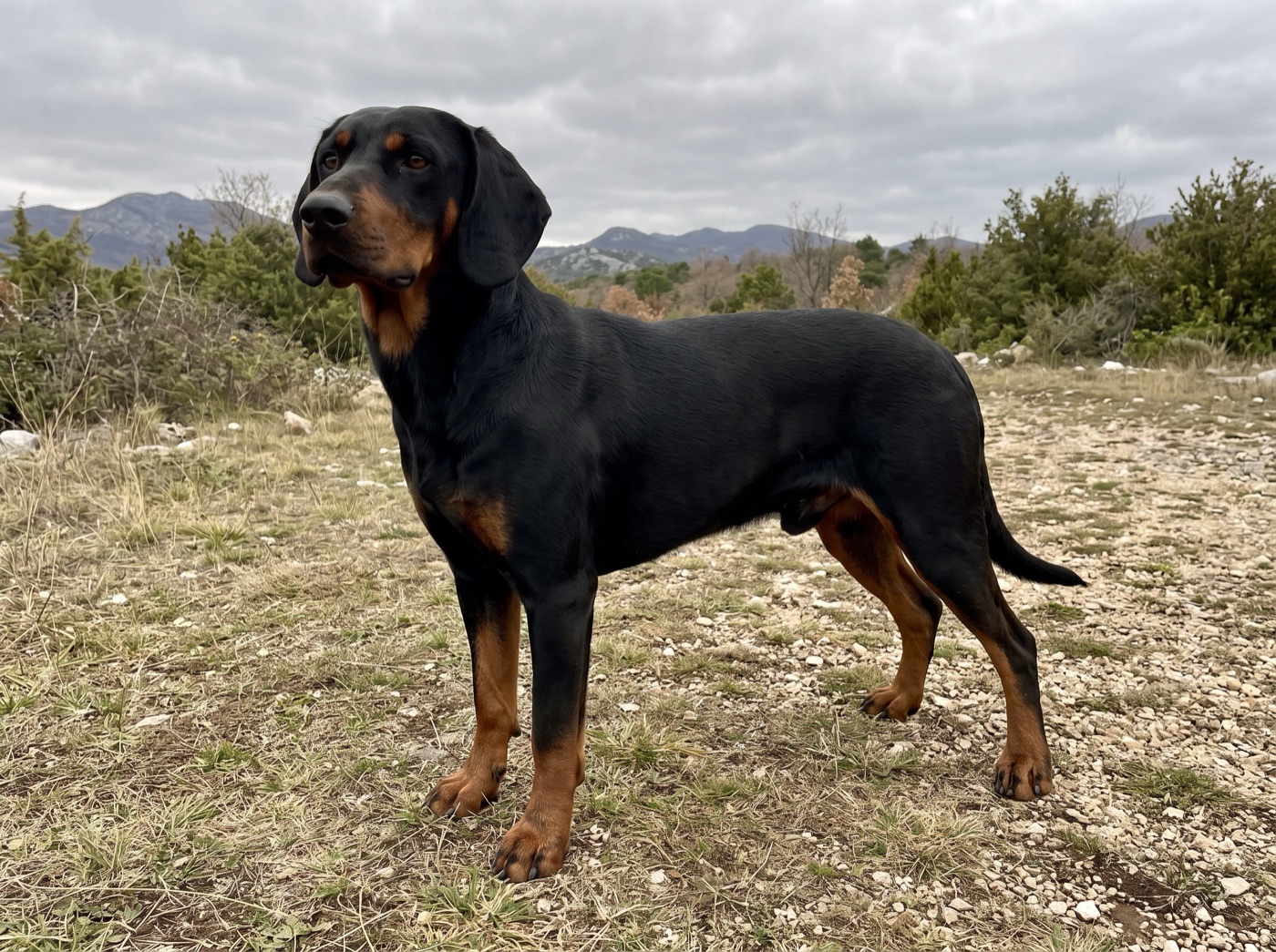 Montenegrin Mountain Hound