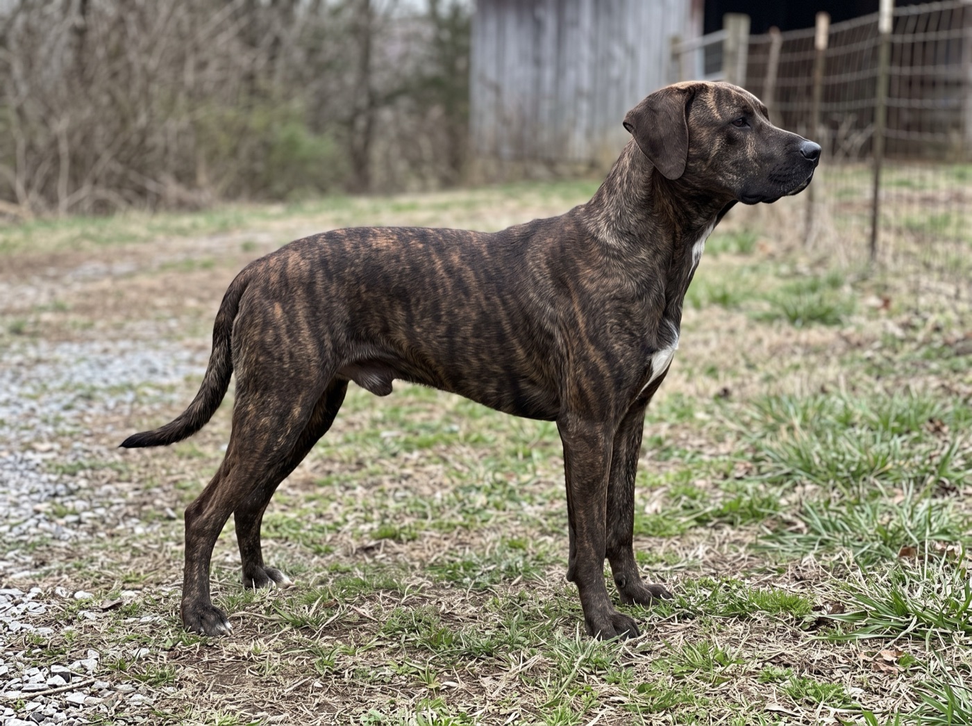 Mountain Cur