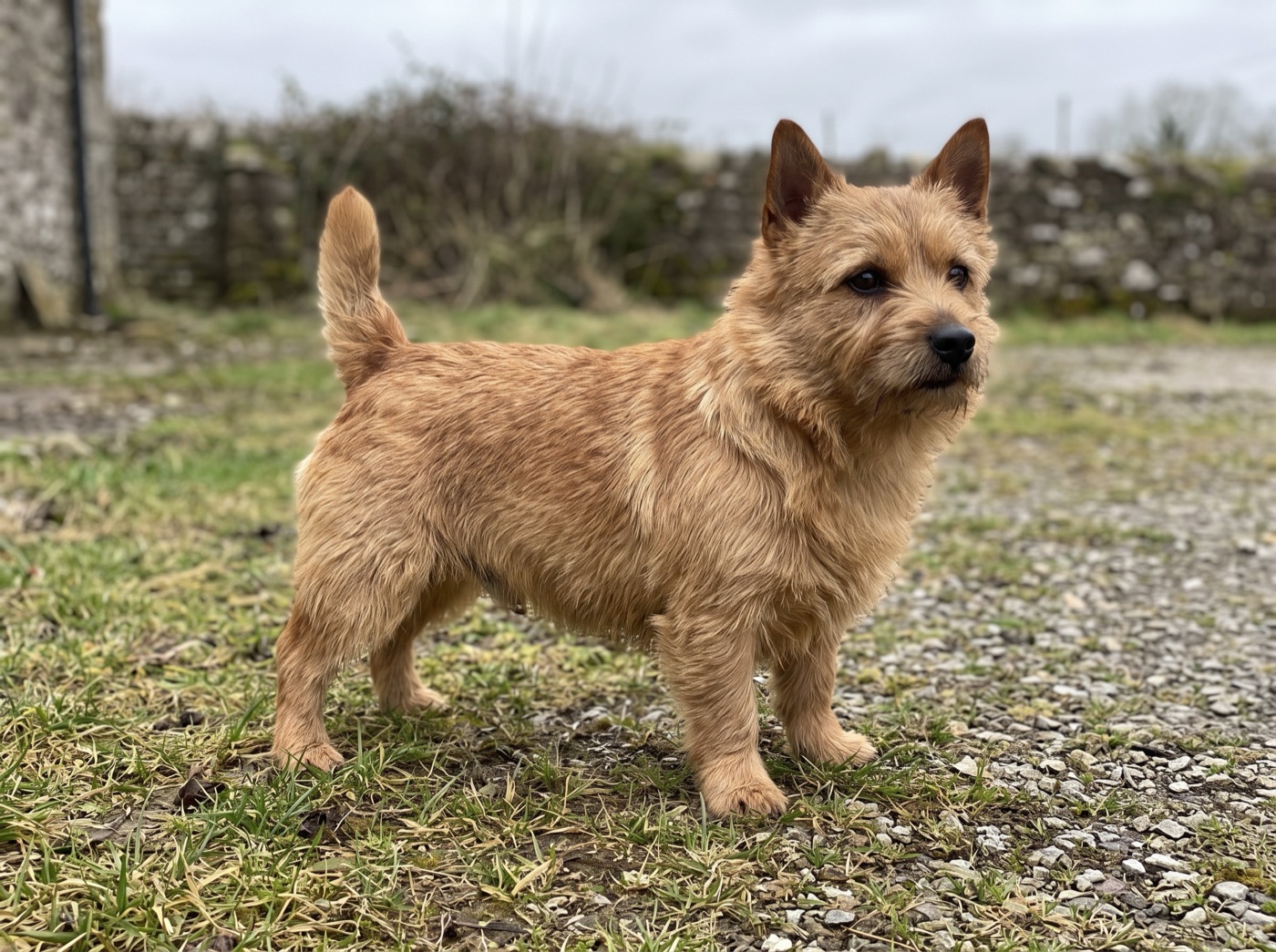 Norwich Terrier