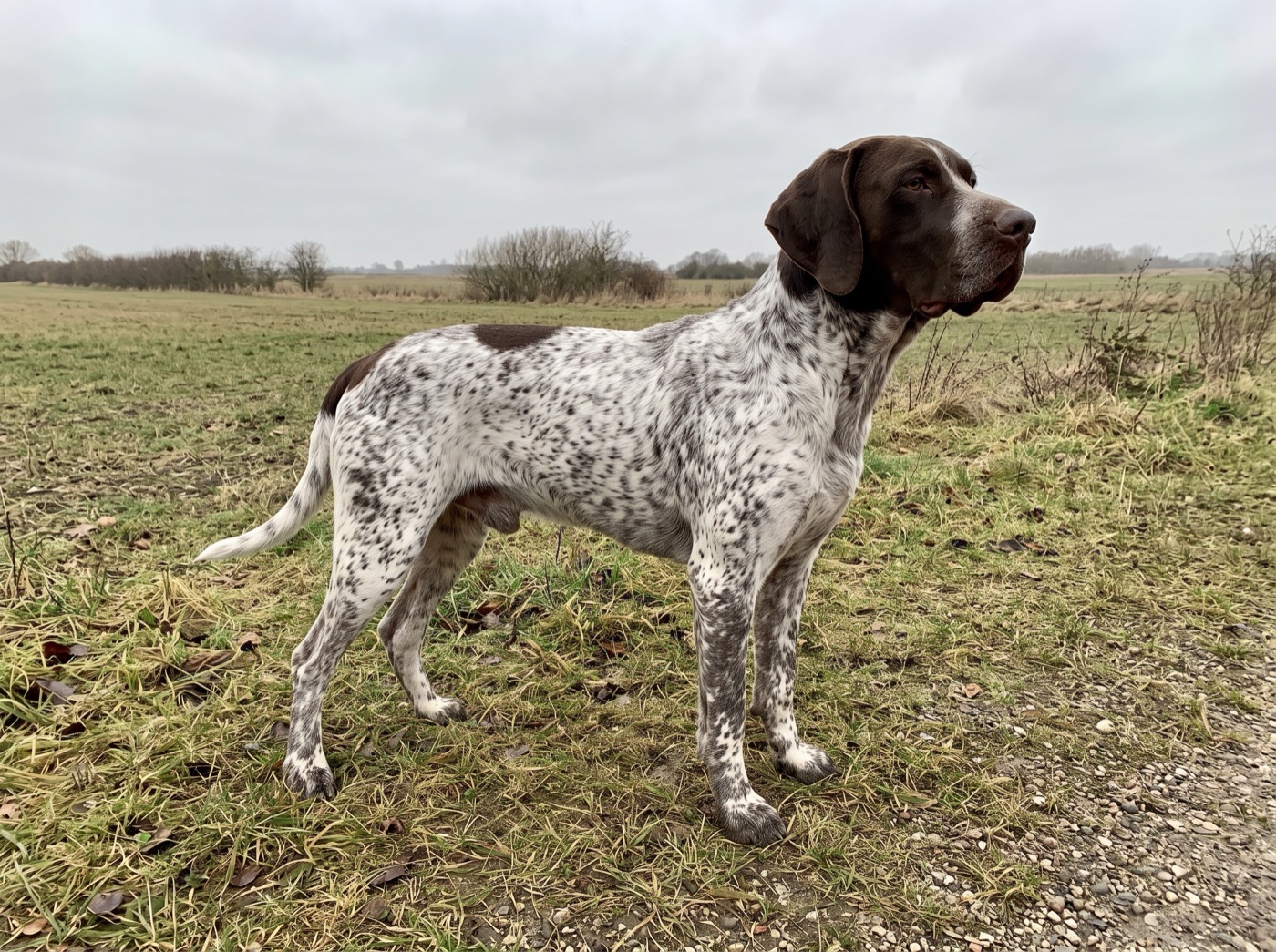 Old Danish Pointing Dog